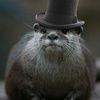 papaotter